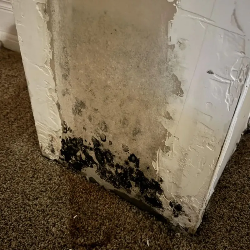 Professional Mold Removal in Armstrong County, TX